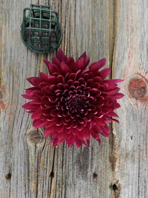 TORNADO CREMONE  PURPLE DISBUDS/MUMS